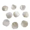 Concha de Vieira Tallada Borde Agujero Superficie Natural Concha Cuentas Sueltas Material para Pulsera Pendiente Accesorio para Colgar