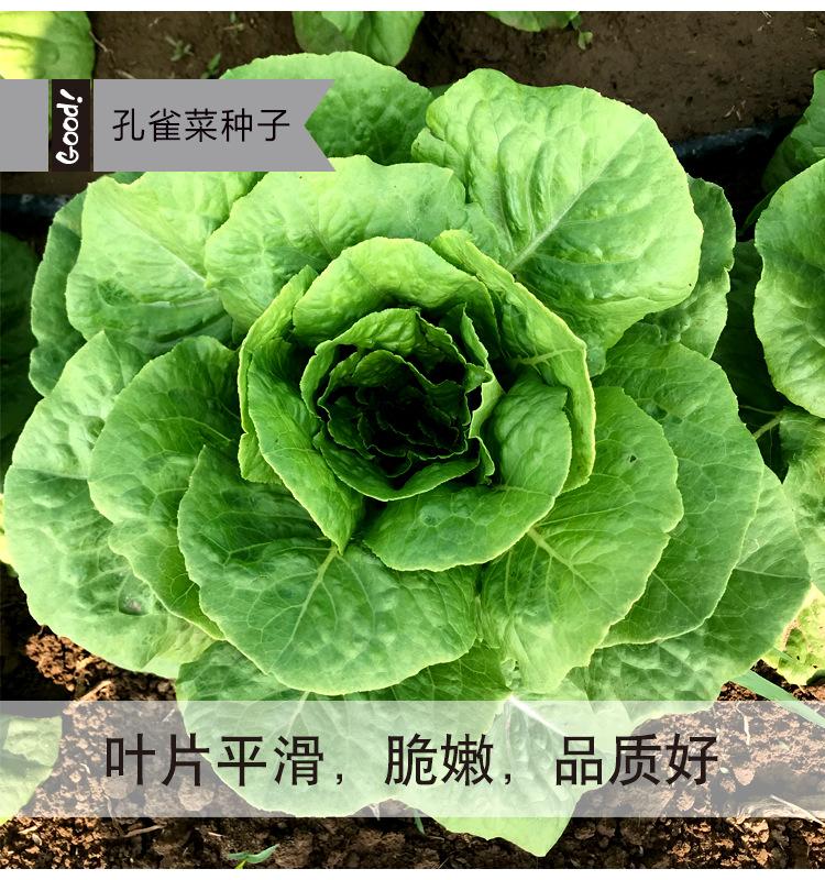 孔雀菜04