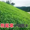 Semillas de Hierba Cola de Perro Mina Re-Verde Semillas de Hierba Silvestre Siembra Cuatro Estaciones Protección de Taludes Resistente a la Sequía y al Frío Semillas de Césped para Reverdecer