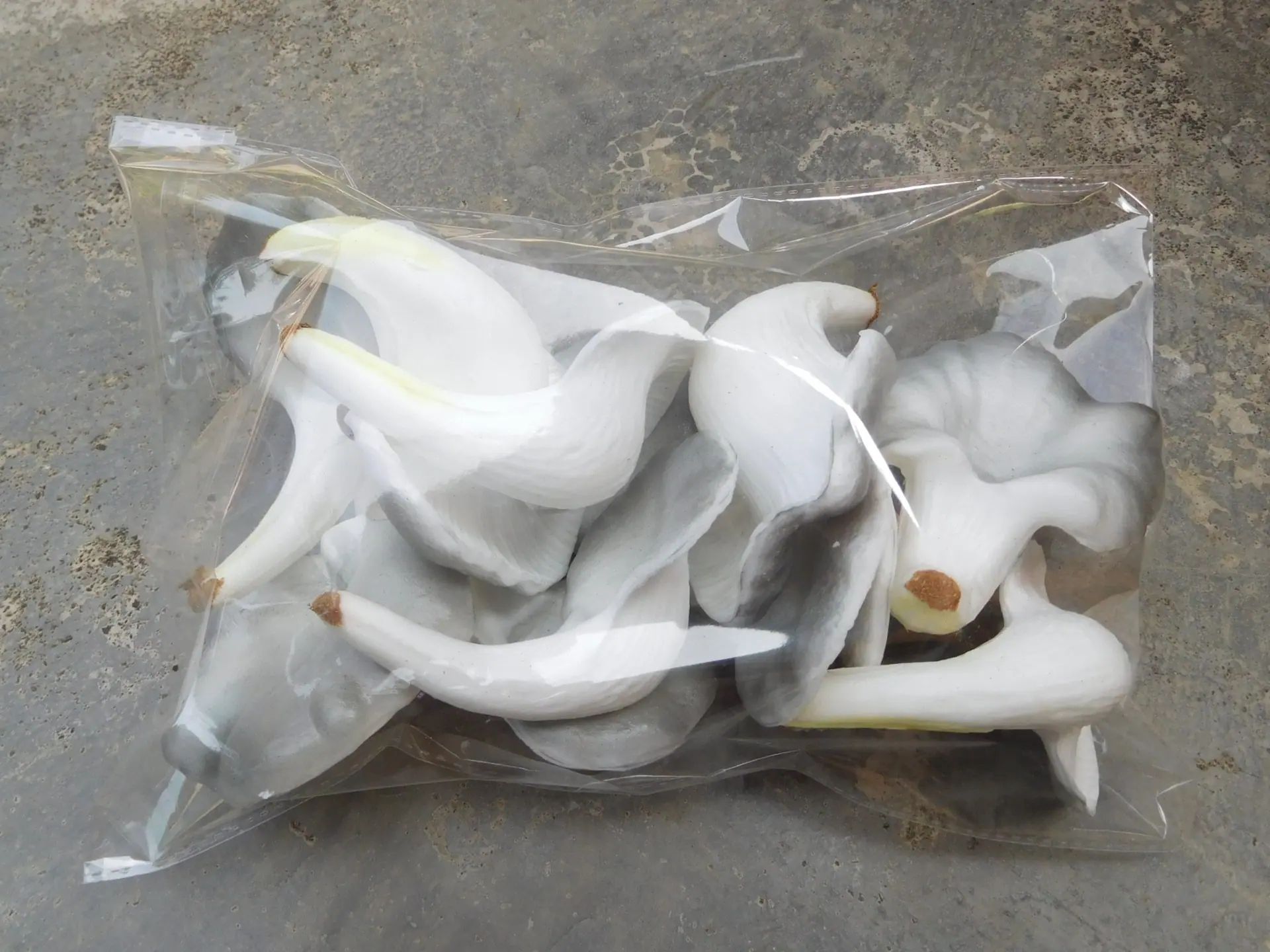 12片平菇