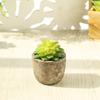 Planta suculenta de simulación creativa en maceta, cactus, flor falsa, planta verde, decoración de escritorio de oficina, envío gratis