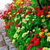 180 Variedades de Sementes de Flores Não Repetitivas, Fáceis de Cultivar em Todas as Estações, Podem Afastar Mosquitos, Adequadas para Varandas Internas e Externas, Distribuição Transfronteiriça