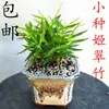 Bambú Rojo Bambú Rojo Guanyin Bambú Rojo Bambú Frío Puerta Interior de Bambú Plantas Verdes Hidropónicas para Sala de Estar Plantas Fáciles de Cultivar para Patio Pequeño Bonsái