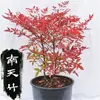 Nandina domestica en maceta Nandina roja bonsái esquejes de enverdecimiento patio exterior planta resistente al frío plántula Nandina domestica Nandina azul