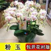 Plántulas de orquídea Phalaenopsis en macetas, plantas de floración de cuatro estaciones con floraciones continuas, fáciles de mantener como verdor de interior