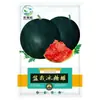 Semillas de Sandía Qilin, Sandía Perezosa de Azúcar de Hielo Extra Grande, Rey Dulce Gigante, Semillas de Verduras y Frutas Pequeñas del Sur de Cuatro Estaciones