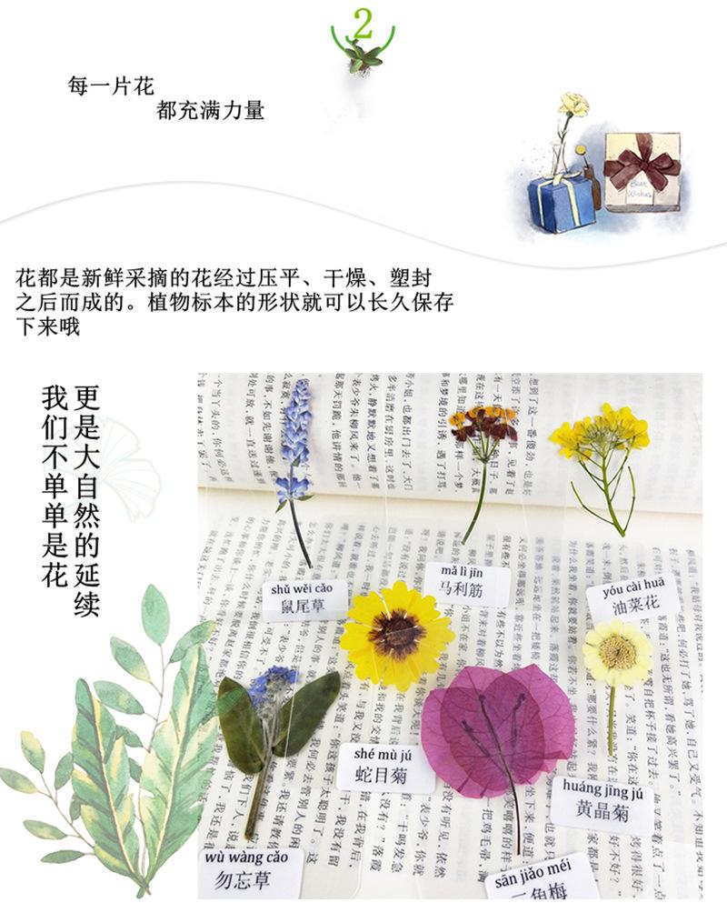 详情干花_05_副本.jpg