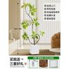 Forma de Hoja de Flor Árbol de Caucho Baniano Dorado Sala de Estar Planta Verde Baniano Rico Interior Oficina Planta Verde Planta Grande en Maceta