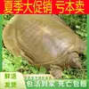 Tartarugas Vivas Grandes Amareladas-Esverdeadas, Frescas e Comestíveis, Filhotes de Tartaruga Chinesa Antiga, Tartarugas, Tartarugas de Água, Filhotes de Tartaruga Pequenos Frescos