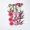 Kit de materiales DIY de flores secas mixtas para estilismo de maquillaje, maquillaje facial para retratos personales, especímenes de plantas de flores reales en relieve