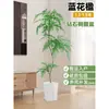 Planta Viva Jacaranda Sala de Estar Planta Grande en Maceta Interior Fácil de Mantener de Pie Flor Real Paisaje Jardinería para Absorber Formaldehído