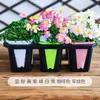 Vaso Quadrado para Suculenta Echeveria 'Hortula', Vaso de Plástico, Branco e Rosa