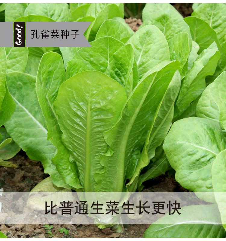 孔雀菜03