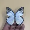 Venta Directa al Por Mayor de Fábrica de Especímenes Reales de Mariposas con Alas Extendidas, Diversos Insectos y Escarabajos, Accesorios para Fotos, Educación Científica, Especímenes Naturales