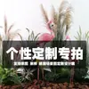 Planta cacto simulação criativa planta verde Mori design Pukui personalizado layout de paisagem disparo especial diferença de frete
