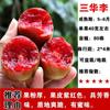 Dropshipping Árboles Jóvenes de Ciruela Azucarada Abeja Extragrande Ciruela Crujiente sin Hueso Plántulas de Fruta Semillas En Maceta Plantación en Suelo en el Sur y el Norte
