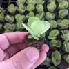 [Compra uno y llévate otro gratis] Set de Plantas Suculentas Tangyin - Plantas en Maceta Fáciles de Cuidar, Perfectas para Principiantes, Ideales para Vegetación y Flores de Balcón