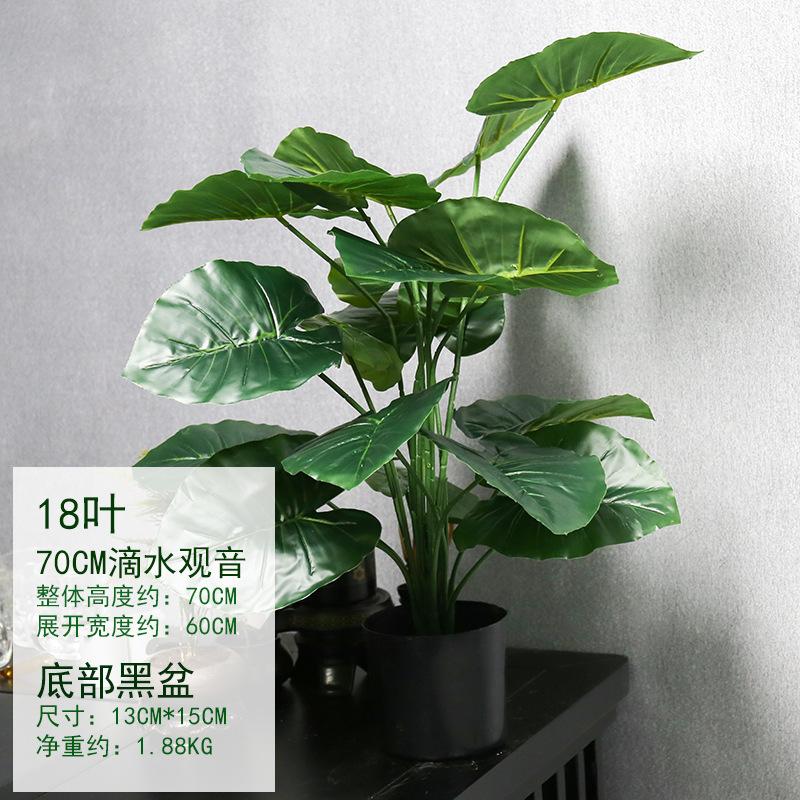 18叶仙芋叶.jpg