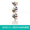 Modelo de Estructura de Doble Hélice de ADN con Base Estructura Molecular Equipo Experimental de Demostración de Biología de Secundaria Materiales Didácticos de Demostración