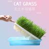 Caja Grande Hidropónica de Hierba para Gatos para Ayudar a la Digestión, Hierba de Trigo, Snacks Peludos para Gatos, Set de Hierba para Gatos para Limpieza Oral Se Puede Personalizar