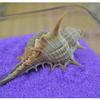 Osso de Bruxa Concha de Caracol Concha Decoração de Aquário Plataforma de Casamento Decoração de Casa Móveis Adesivos de Parede Caracol de Espinhos Múltiplos Fábrica Atacado