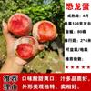 Dropshipping Árboles Jóvenes de Ciruela Azucarada Abeja Extragrande Ciruela Crujiente sin Hueso Plántulas de Fruta Semillas En Maceta Plantación en Suelo en el Sur y el Norte