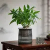 Interesante Planta Verde Árbol del Dinero Flor Pequeña en Maceta para Sala de Estar y Oficina, Perenne y Fácil de Cuidar, Atrae Riqueza, Planta Nórdica