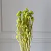 Flores de Mijo Conservadas Blancas, Flores de Mijo Secas, Venta al por Mayor desde Fabricante, Materiales para Uñas Hechas a Mano DIY