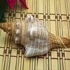 Conchas Naturais, Caracóis Espirais Vermelhos, Adereços para Decoração de Casamento, Decoração para Aquário de Peixes, Caracóis Espirais com Rosca Interna