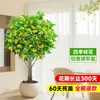 Planta de Osmanthus en Maceta, Árbol Grande de Osmanthus de Cuatro Estaciones en Maceta, Planta Verde Grande para Oficina Interior, Florece Todas las Estaciones, Tocón Viejo Nativo