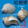 Concha de Concha Natural Caracol Hana Caracol Cebola Caranguejo Ervilha Concha de Reposição Aquário Fotografia Decoração