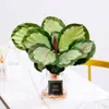 Plantas hidropônicas fáceis de cultivar em ambientes internos Calathea Maçã Verde planta verde planta em vaso adequada para todas as estações sala de estar escritório mesa folhas grandes tolerante à sombra