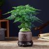 Espárragos Plantas en Maceta Interior Oficina Hidropónico Sala de Estar Perezoso Pequeñas Plantas Verdes Colección de Flores Bonsái Perenne Todo el Año