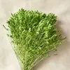 Flor Eterna Grama de Cristal Fabricante Atacado Transfronteiriço DIY Cúpula de Vidro Casamento Materiais Florais Festival Qixi Ins Flores Reais