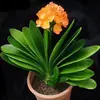 Planta de Clívia em vaso com botões, plantas adultas e pequenas, planta de floração de quatro estações, planta verde de interior, fácil de cuidar, variedade 'Cabeça Redonda Monge'