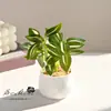 Flores Artificiais Produtos Transfronteiriços Plantas Verdes Simuladas Mini Bonsai Decoração para Casa Flores Artificiais Ornamentos de Interior Plantas Envasadas Simuladas