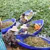 Barco para colheita de castanha d'água, bacia para colheita de castanha d'água, plástico especial para produtos aquáticos, aquicultura, pontiagudo nas duas extremidades, lua