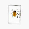 Resina de Venta Caliente Transfronteriza Muestras de Insectos Reales Araña Escorpión Saltamontes Regalo de Recompensa para Estudiantes de Primaria Regalo Artesanal