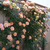 Una pieza de Dropshipping de rosa trepadora, rosa de luna europea, plántulas de rosa que florecen en todas las estaciones, flores grandes, pared de patio, escalada al aire libre
