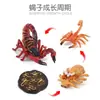 Simulación Transfronteriza Modelo de Araña Real Unicornio Insecto Juguetes para Niños Mariposa Abeja Adornos de Animales