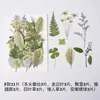 Planta de Flor Seca Espécime Jardim de Infância Material Artesanal Adesivo Moldura Número diy Gota de Cola Porta-copos Porta-retrato Em relevo 21 Peças