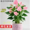 Planta en Maceta de Anturio con Flores, Planta de Interior para Escritorio de Oficina, Planta Verde para Sala de Estar, Purifica el Aire, Bonsái Fácil de Mantener