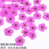 Narciso Pequeño Arte de Uñas Flor Seca Relieve Planta Especimen Pegamento de Goteo Flor Seca Carcasa de Teléfono Móvil Bolsa de Material de Flor Real diy