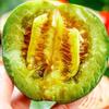 Semillas de Melón Corona Verde Qianyu Fruta Grande Melón Verde Oscuro Semillas de Melón Invernadero Fruta Base Semillas de Hortalizas