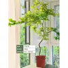 Mudas Pote Forma de Bordo de Primavera Dourada Fluida, Plantas Verdes, Plantas Grandes de Interior, Plantas de Varanda, Fácil de Manter e Viver em Todas as Estações, Sempre Verde