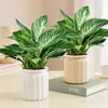 Novo Vaso de Flor Transparente Autoirrigável para Pessoas Preguiçosas, Absorvente de Água, Vaso de Flor de Resina Criativo para Desktop, Vaso de Jardinagem, Ornamento Colorido