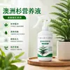 Pinheiro Australiano solução nutritiva amarelamento murcha queda de folhas planta de vaso caseira promoção de raiz muda forte planta perene verde o ano todo solução nutritiva para plantas