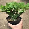 Plantas Verdes Imortais em Vasos Jade Colorido Unicórnio Selo de Unicórnio Suculenta Quilha Brasileira Wanzhongshan Interior Escritório