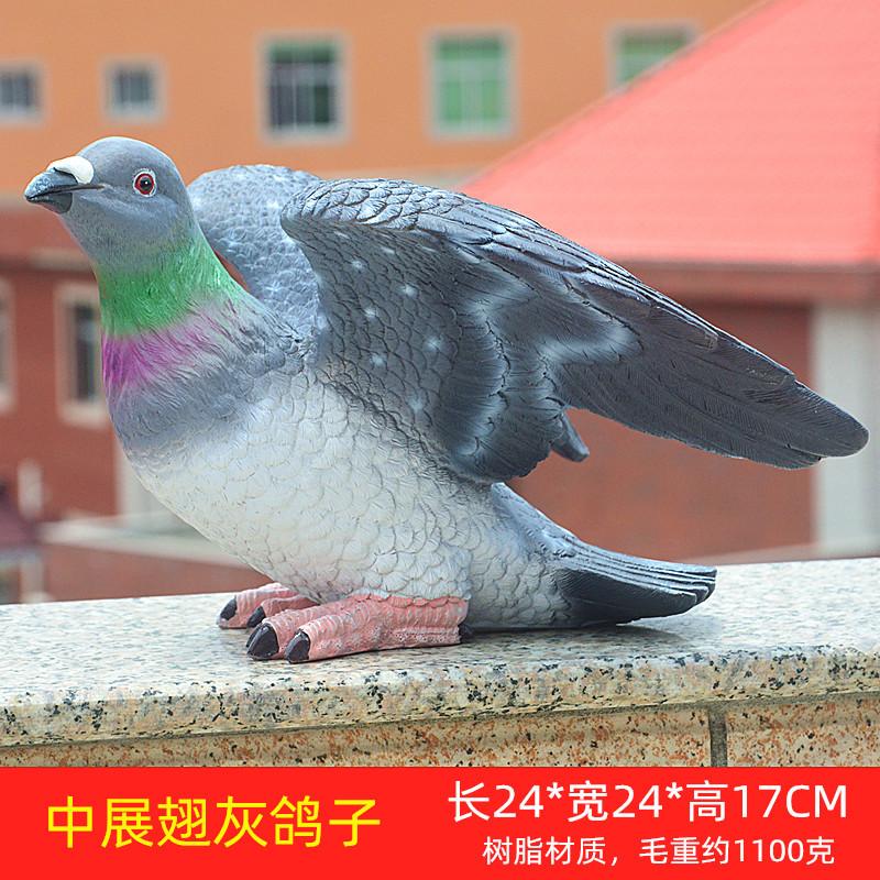 中展翅灰鸽子