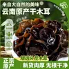 Hongo Negro de Yunnan, Primera Cosecha, Seco, Alta Hidratación, Carne Gruesa, Sin Raíz, Hongo de Otoño, Hongo de Tilo, Hongo Pequeño en Forma de Cuenco, Especialidad Local